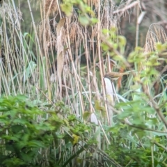 Lichmera indistincta at Lytton, QLD - 29 Nov 2023 08:15 AM