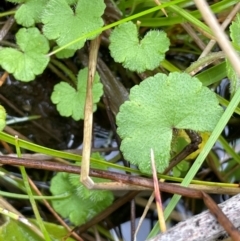 Hydrocotyle algida (Mountain Pennywort) at Paddys River, ACT - 2 Dec 2023 by JaneR