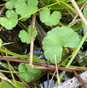 Hydrocotyle algida at Gibraltar Pines - 2 Dec 2023