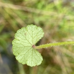 Hydrocotyle algida at Gibraltar Pines - 2 Dec 2023