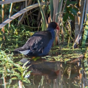 Porphyrio melanotus at Sherwood, QLD - 30 Nov 2023 07:02 AM