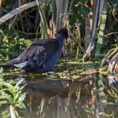 Porphyrio melanotus at Sherwood, QLD - 30 Nov 2023