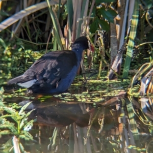 Porphyrio melanotus at Sherwood, QLD - 30 Nov 2023 07:02 AM