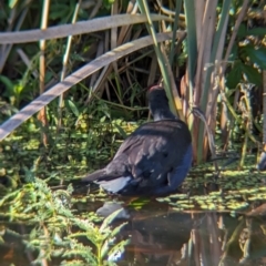 Porphyrio melanotus at Sherwood, QLD - 30 Nov 2023 07:02 AM