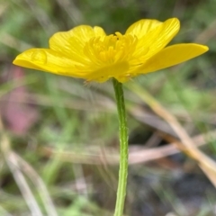 Ranunculus lappaceus (Australian Buttercup) at Gibraltar Pines - 2 Dec 2023 by JaneR