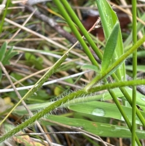Ranunculus lappaceus at Gibraltar Pines - 2 Dec 2023