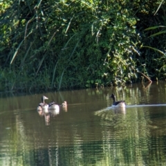 Anseranas semipalmata (Magpie Goose) at Sherwood, QLD - 30 Nov 2023 by Darcy