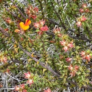 Pultenaea procumbens at Gibraltar Pines - 2 Dec 2023