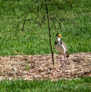 Vanellus miles at Sherwood, QLD - 30 Nov 2023