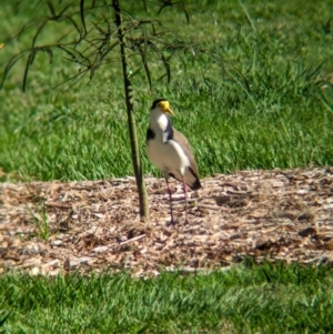 Vanellus miles at Sherwood, QLD - 30 Nov 2023