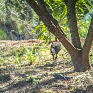 Alectura lathami at Sherwood, QLD - 30 Nov 2023