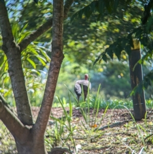 Alectura lathami at Sherwood, QLD - 30 Nov 2023