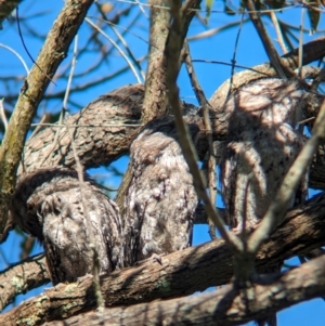 Podargus strigoides at Sherwood, QLD - 30 Nov 2023