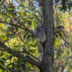 Podargus strigoides at Sherwood, QLD - 30 Nov 2023