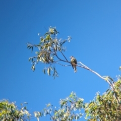 Sphecotheres vieilloti (Australasian Figbird) at Sherwood, QLD - 29 Nov 2023 by Darcy