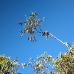 Sphecotheres vieilloti at Sherwood, QLD - 30 Nov 2023 07:49 AM