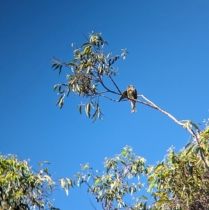 Sphecotheres vieilloti at Sherwood, QLD - 30 Nov 2023