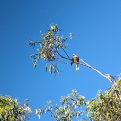 Sphecotheres vieilloti at Sherwood, QLD - 30 Nov 2023