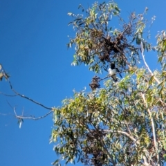 Cracticus nigrogularis (Pied Butcherbird) at Sherwood, QLD - 29 Nov 2023 by Darcy
