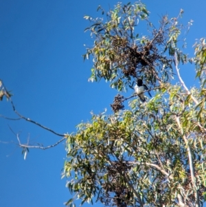 Cracticus nigrogularis at Sherwood, QLD - 30 Nov 2023