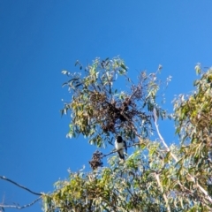 Cracticus nigrogularis at Sherwood, QLD - 30 Nov 2023