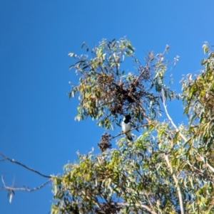 Cracticus nigrogularis at Sherwood, QLD - 30 Nov 2023