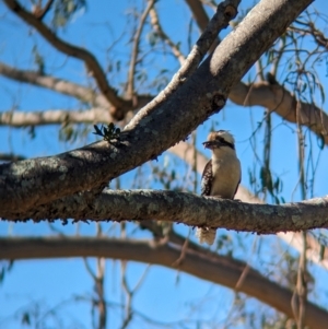 Dacelo novaeguineae at Sherwood, QLD - 30 Nov 2023 07:53 AM