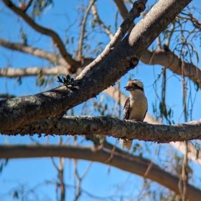 Dacelo novaeguineae (Laughing Kookaburra) at Sherwood, QLD - 30 Nov 2023 by Darcy