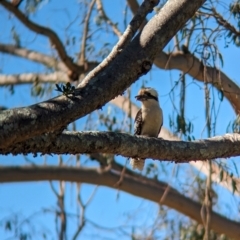 Dacelo novaeguineae at Sherwood, QLD - 30 Nov 2023 07:53 AM