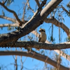 Dacelo novaeguineae at Sherwood, QLD - 30 Nov 2023 07:53 AM