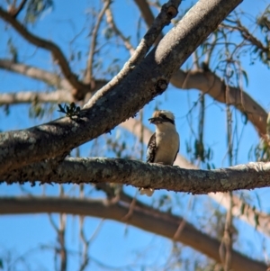 Dacelo novaeguineae at Sherwood, QLD - 30 Nov 2023