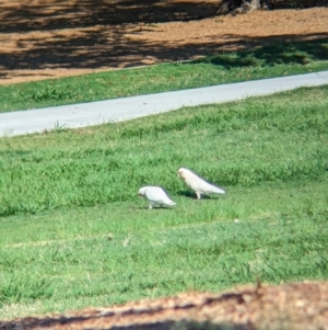 Cacatua tenuirostris at Sherwood, QLD - 30 Nov 2023