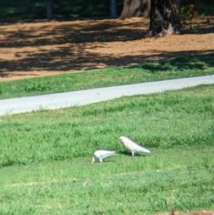 Cacatua tenuirostris at Sherwood, QLD - 30 Nov 2023