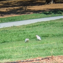 Cacatua tenuirostris at Sherwood, QLD - 30 Nov 2023