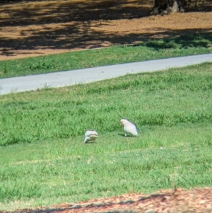 Cacatua tenuirostris at Sherwood, QLD - 30 Nov 2023 07:58 AM