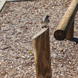 Manorina melanocephala at Sherwood, QLD - 30 Nov 2023