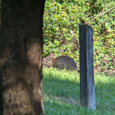 Thylogale thetis (Red-necked Pademelon) at Mount Glorious, QLD - 30 Nov 2023 by Darcy