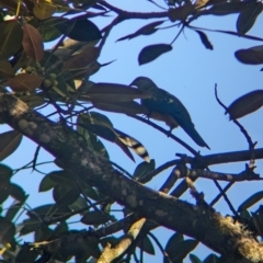 Ptilinopus magnificus (Wompoo Fruit-dove) at D'Aguilar National Park - 1 Dec 2023 by Darcy