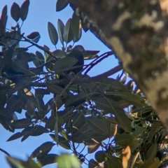 Ptilinopus magnificus at D'Aguilar National Park - 1 Dec 2023 06:46 AM