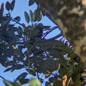 Ptilinopus magnificus at D'Aguilar National Park - 1 Dec 2023 06:46 AM