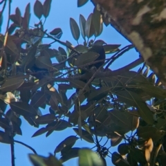 Ptilinopus magnificus at D'Aguilar National Park - 1 Dec 2023 06:46 AM