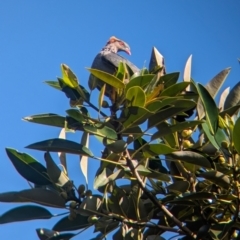 Lopholaimus antarcticus (Topknot Pigeon) at Mount Glorious, QLD - 30 Nov 2023 by Darcy