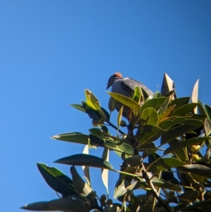 Lopholaimus antarcticus at D'Aguilar National Park - 1 Dec 2023 06:57 AM