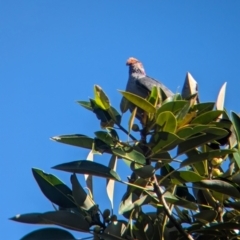 Lopholaimus antarcticus at D'Aguilar National Park - 1 Dec 2023 06:57 AM