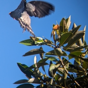 Lopholaimus antarcticus at D'Aguilar National Park - 1 Dec 2023 06:57 AM