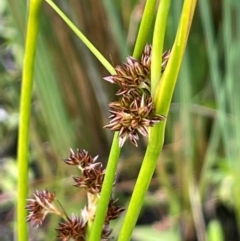 Juncus phaeanthus (Dark-flower Rush) at Gibraltar Pines - 21 Jan 2023 by JaneR