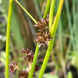 Juncus phaeanthus at Gibraltar Pines - 21 Jan 2023 03:03 PM