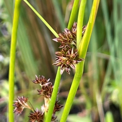 Juncus phaeanthus (Dark-flower Rush) at Gibraltar Pines - 21 Jan 2023 by JaneR