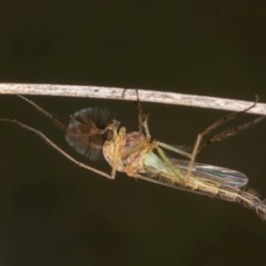 Chironomidae (family) at Blue Devil Grassland, Umbagong Park (BDG) - 3 Dec 2023