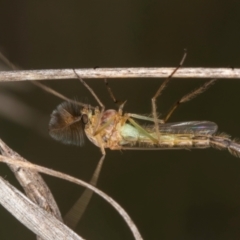 Chironomidae (family) at Blue Devil Grassland, Umbagong Park (BDG) - 3 Dec 2023